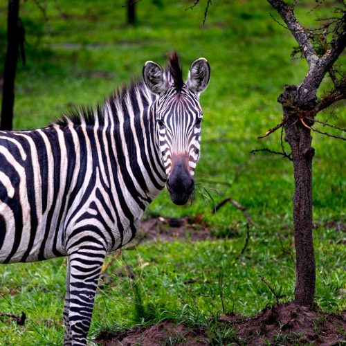 pexels-antho-30135587