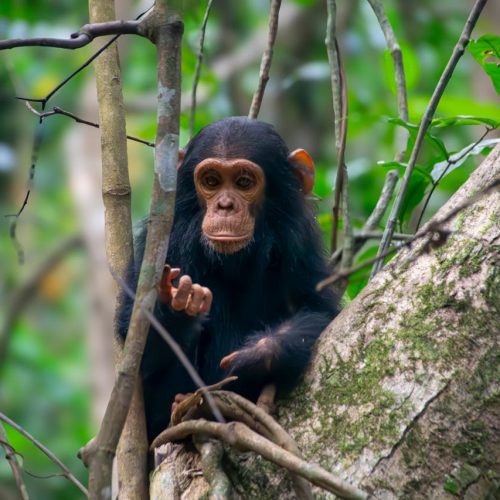 pexels-david-paul-2150063702-31212036