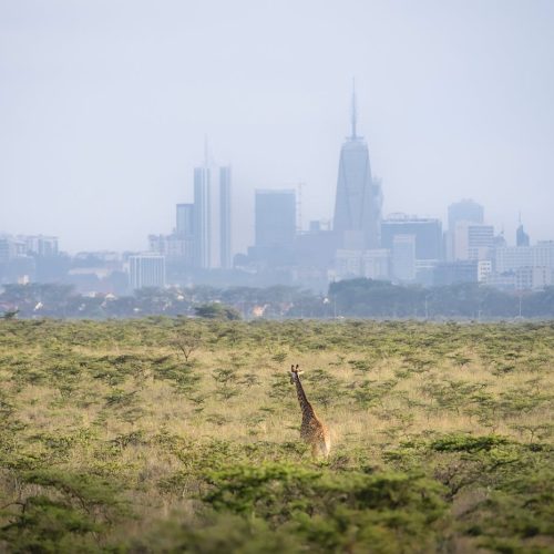 pexels-florian-kriechbaumer-1479976889-26926249