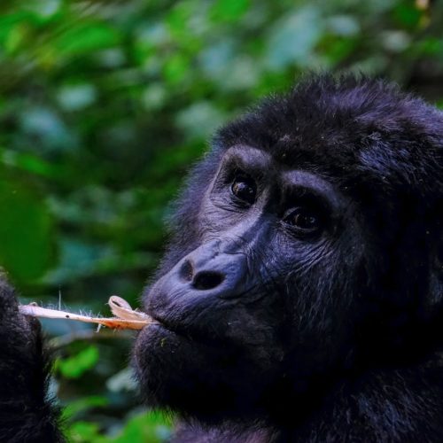 pexels-francesco-ungaro-1238272