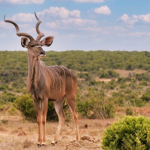 pexels-frans-van-heerden-201846-11113224 (1)