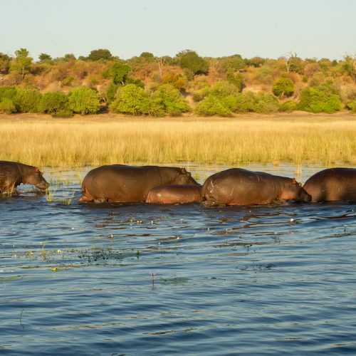 pexels-frans-van-heerden-201846-30371898