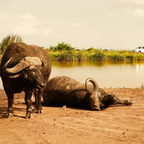 pexels-gwladys-nicimbikije-1755193788-32030035