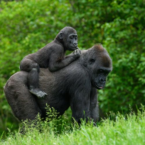 pexels-jay-brand-1763356224-32181426