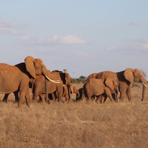 pexels-jcriofrio-18490333