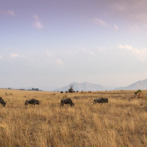 pexels-magda-ehlers-pexels-1319648