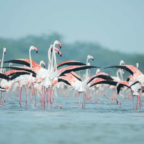 pexels-raseemphotography-20255309