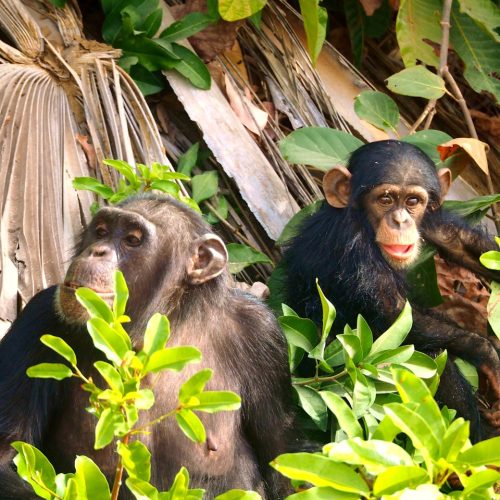 pexels-timon-cornelissen-241844481-12635318