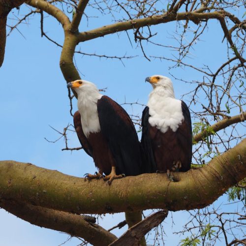 pexels-timon-cornelissen-241844481-13963780