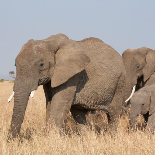 pexels-vik-joshi-63702791-8150619