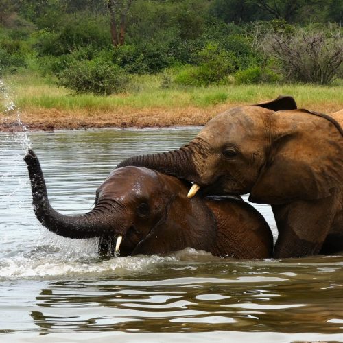 playing-elephants-scaled